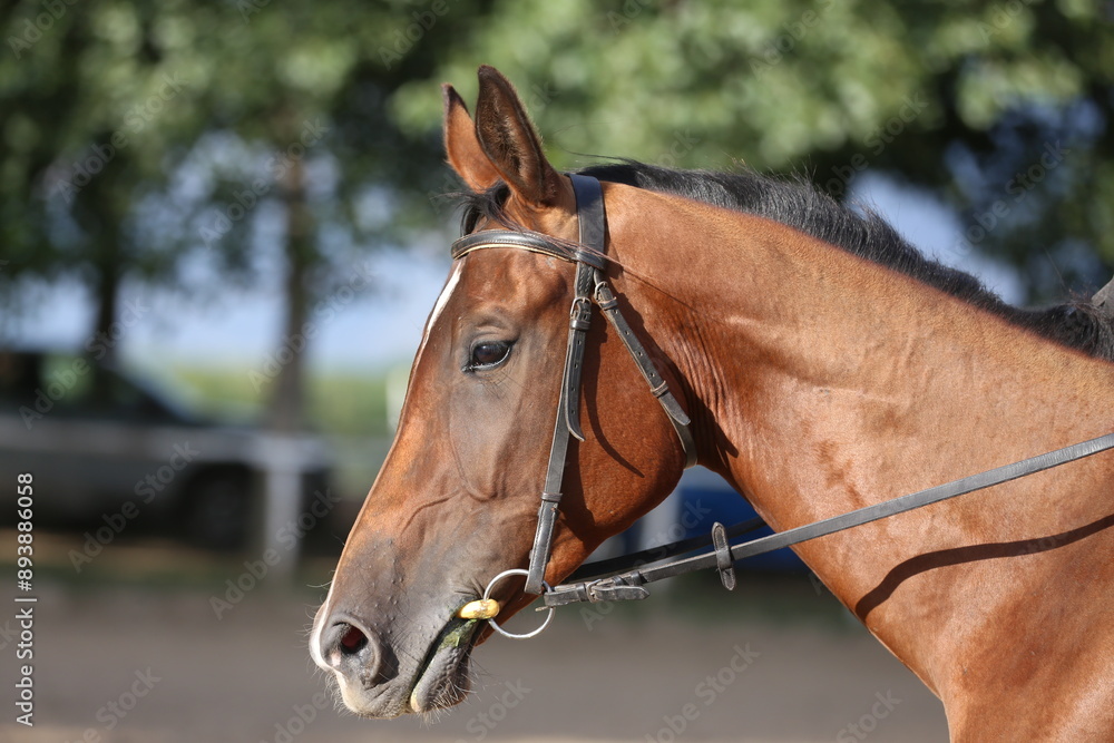 Photo shot of a beautiful show jumper horse on natural background Photo shot of a beautiful show jumper horse on natural background