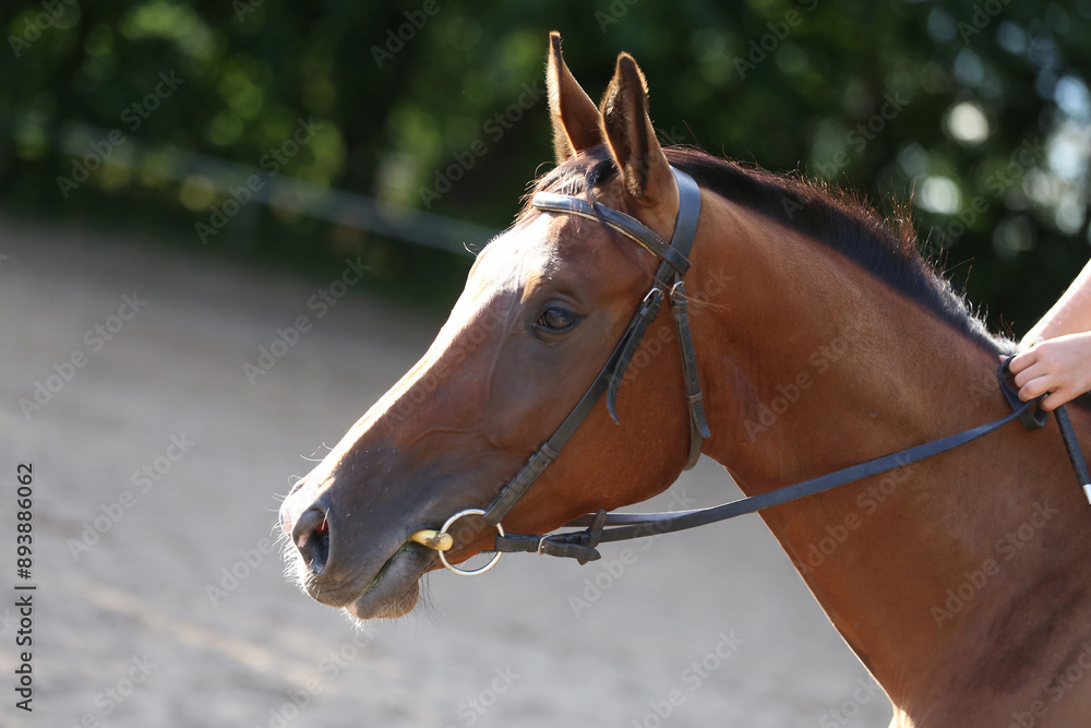 Fototapeta premium Photo shot of a beautiful show jumper horse on natural background
