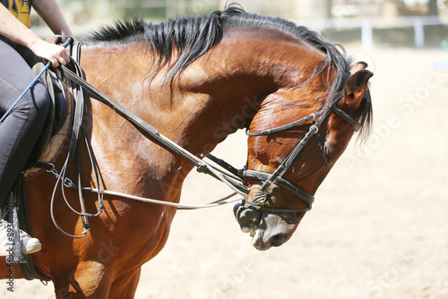 Photo shot of a beautiful show jumper horse on natural background