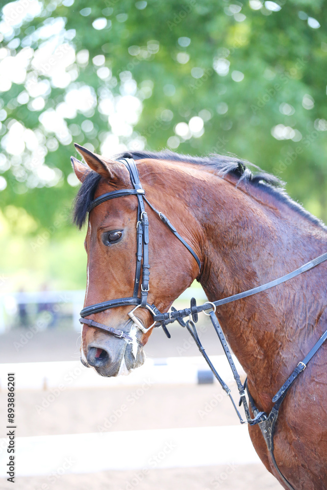 Photo shot of a beautiful show jumper horse on natural background Photo shot of a beautiful show jumper horse on natural background