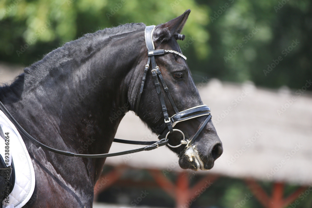 Photo shot of a beautiful show jumper horse on natural background Photo shot of a beautiful show jumper horse on natural background