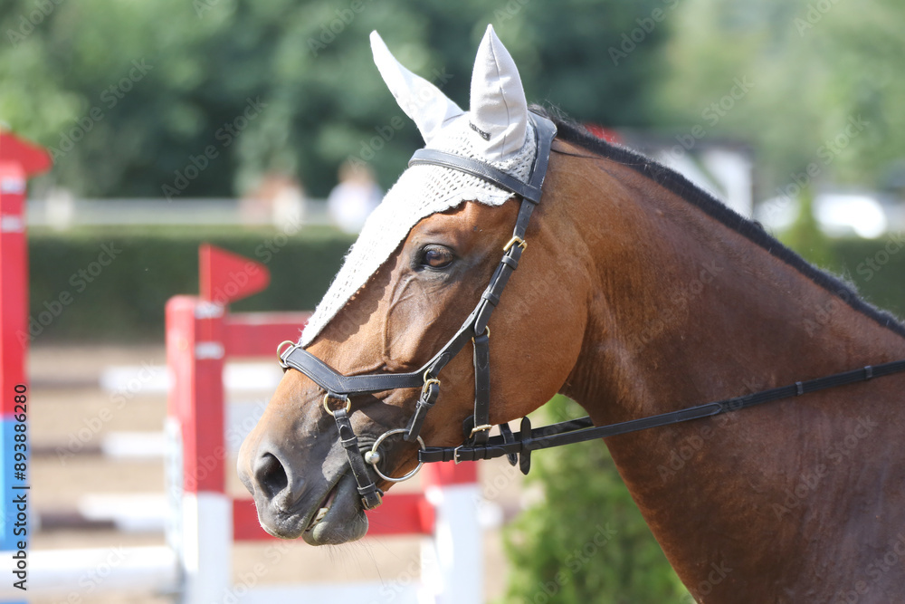 Photo shot of a beautiful show jumper horse on natural background Photo shot of a beautiful show jumper horse on natural background