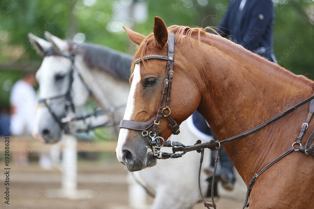 Photo shot of a beautiful show jumper horse on natural background Photo shot of a beautiful show jumper horse on natural background
