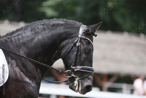 Photo shot of a beautiful show jumper horse on natural background