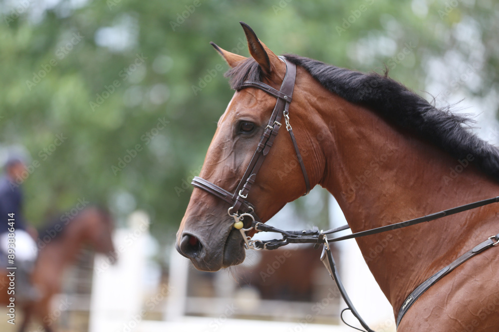 Photo shot of a beautiful show jumper horse on natural background Photo shot of a beautiful show jumper horse on natural background
