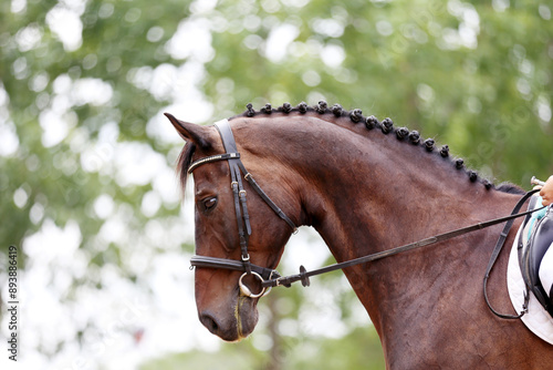 Photo shot of a beautiful show jumper horse on natural background