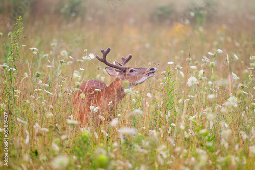 Fotografija White-tailed deer buck in an open meadow
