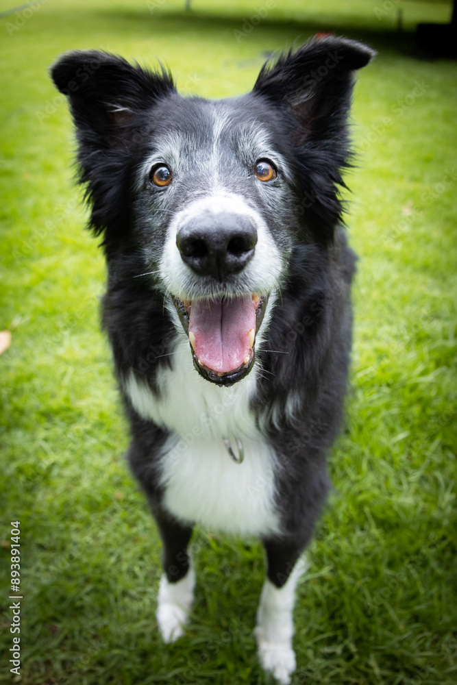 Fototapeta premium Senior border collie dog smiling portrait
