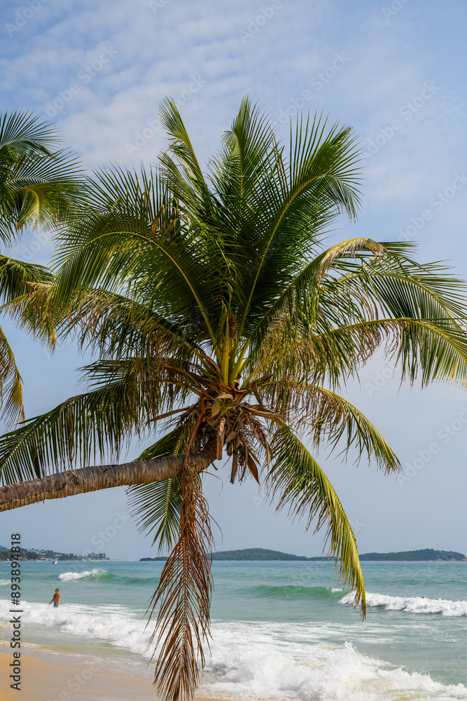 Fototapeta premium palm tree on the beach