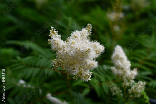 Piękna Tawlina jarzębolistna 