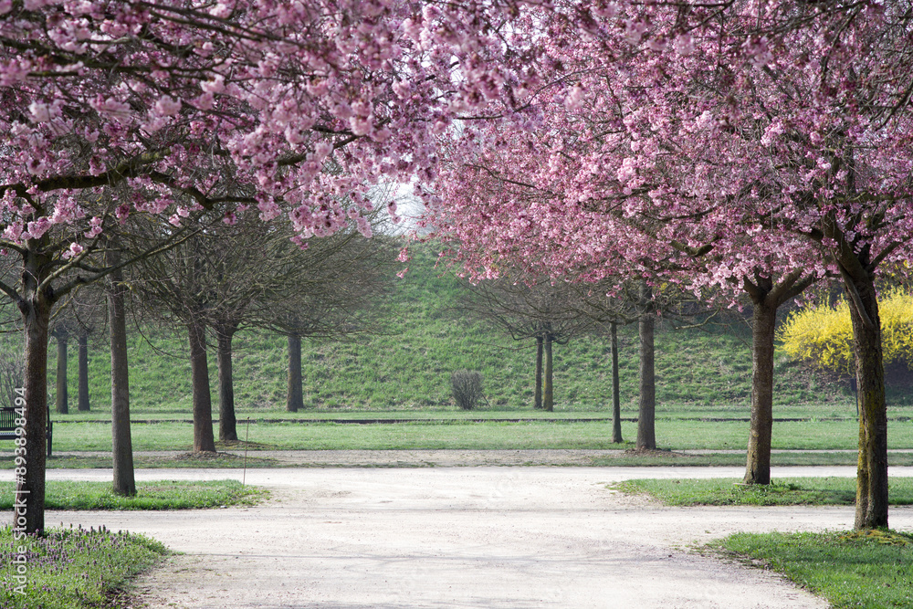 Naklejka premium Avenue of cherry trees at the Gardens of Royal Palace Venaria (Italy)