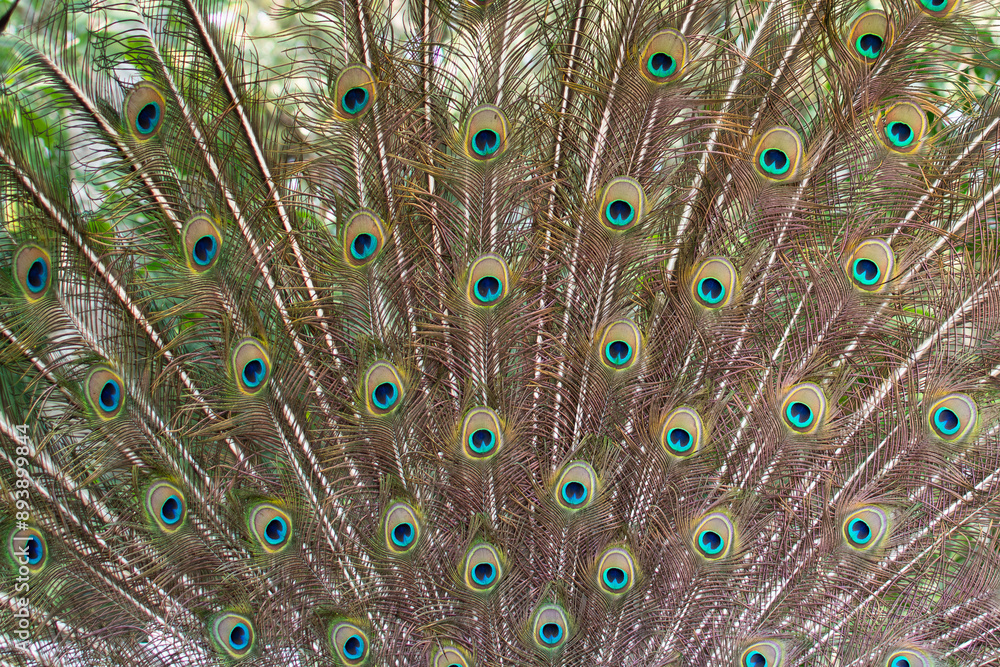 Fototapeta premium Peacock green and blue plumage in close up.