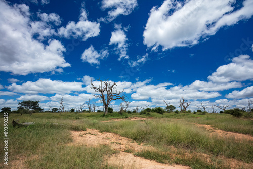 African dead trees, landscape photo from Hlane Royal National Park, Swaziland, South Africa photo