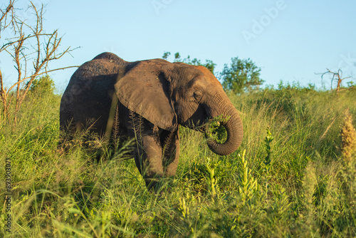 Elephants in Hluhluwe Imfolozi game reserve Africa, Family of Elephants , Elephants taking a bath in a water poolwith mud, eating green grass. African Elephants in landscape, green Africa photo