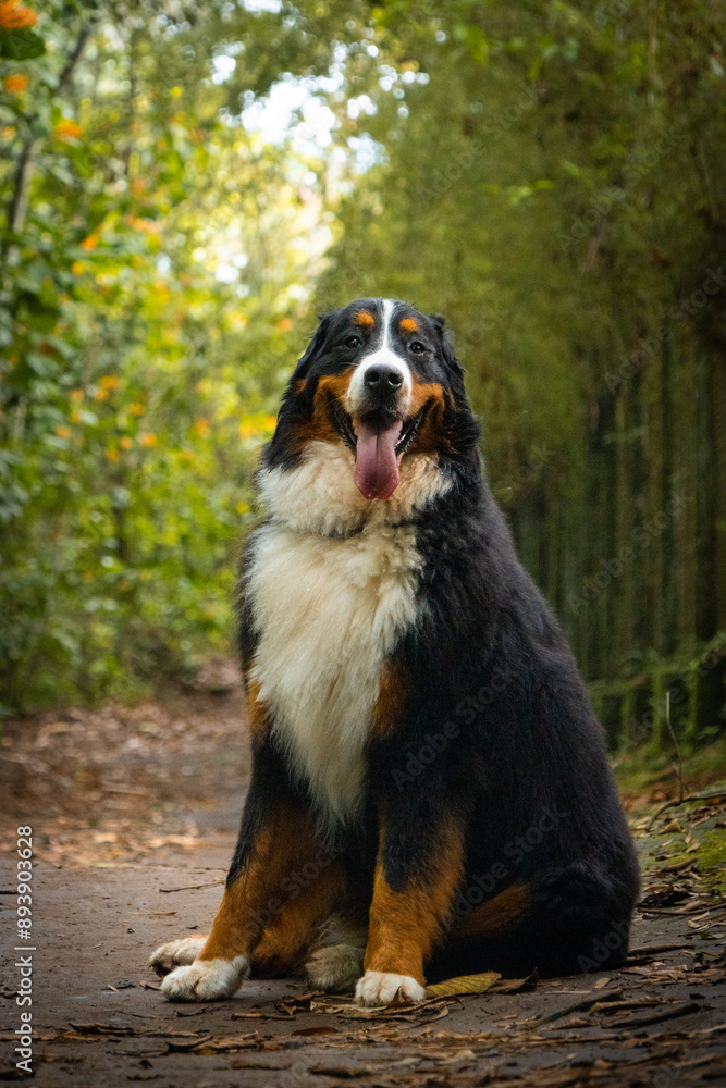 Bernese mountain dog portrait on tropical forest Bernese mountain dog portrait on tropical forest