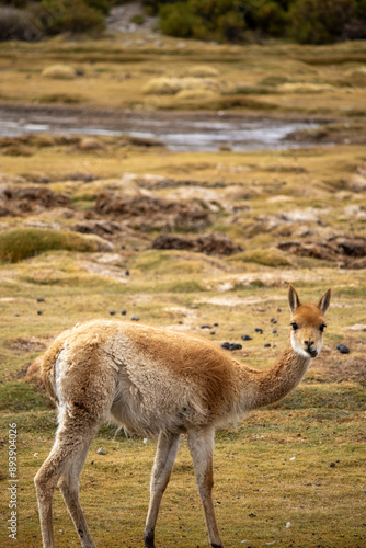 vicunha on the mountain photo