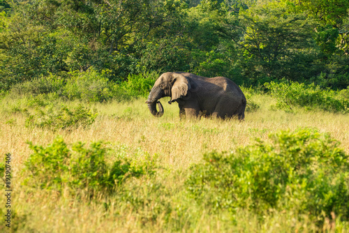 Elephants in Hluhluwe Imfolozi game reserve Africa, Family of Elephants , Elephants taking a bath in a water poolwith mud, eating green grass. African Elephants in landscape, green Africa photo