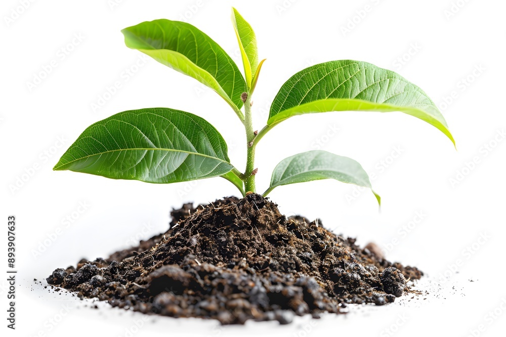 A Fresh Green Plant Emerging from Rich Soil A Fresh Green Plant Emerging from Rich Soil