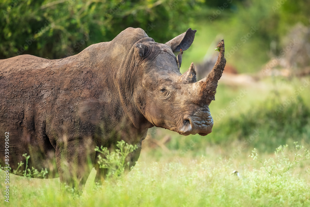 Fototapeta premium An endangered white rhinoceros (Ceratotherium simum) grazing in grassland, South Africa, Hlane Royal National Park, 6k resolution, high resolution photo