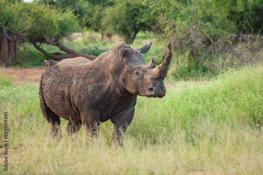 Fototapeta premium An endangered white rhinoceros (Ceratotherium simum) grazing in grassland, South Africa, Hlane Royal National Park, 6k resolution, high resolution photo