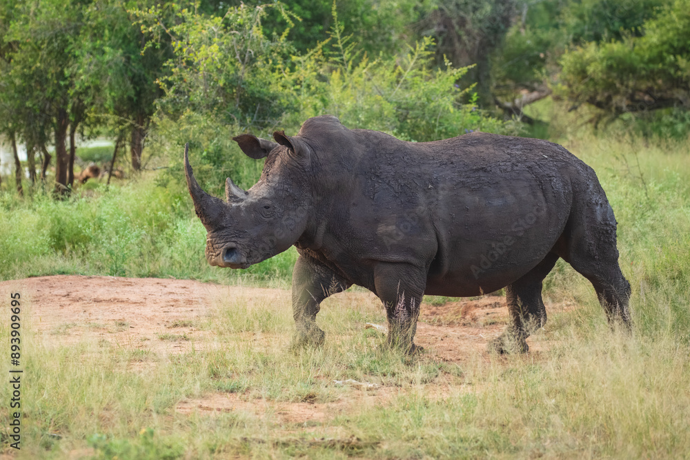 An endangered white rhinoceros (Ceratotherium simum) grazing in grassland, South Africa, Hlane Royal National Park, 6k resolution, high resolution photo An endangered white rhinoceros (Ceratotherium simum) grazing in grassland, South Africa, Hlane Royal National Park, 6k resolution, high resolution photo