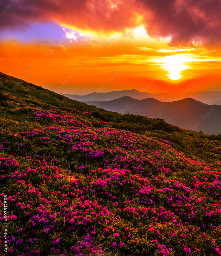Fototapeta premium blooming pink rhododendrons flowers, amazing panoramic nature scenery, Carpathian mountains, border Ukraine and Romania, Europe 