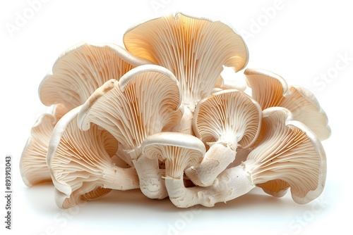 Fresh and Delicate Oyster Mushrooms Piled Together