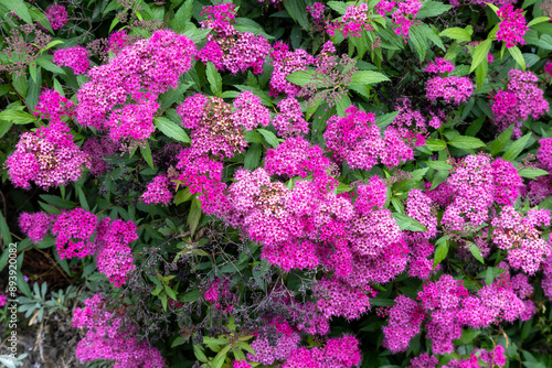 Canvastavla Spiraea japonica 'Anthony Waterer' is a flowering shrub belonging to the Rosacea