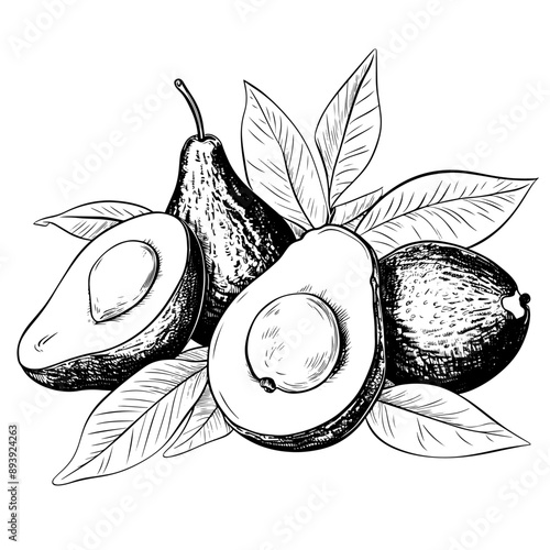 Graphic illustration of an avocado, hand sketch, black and white 