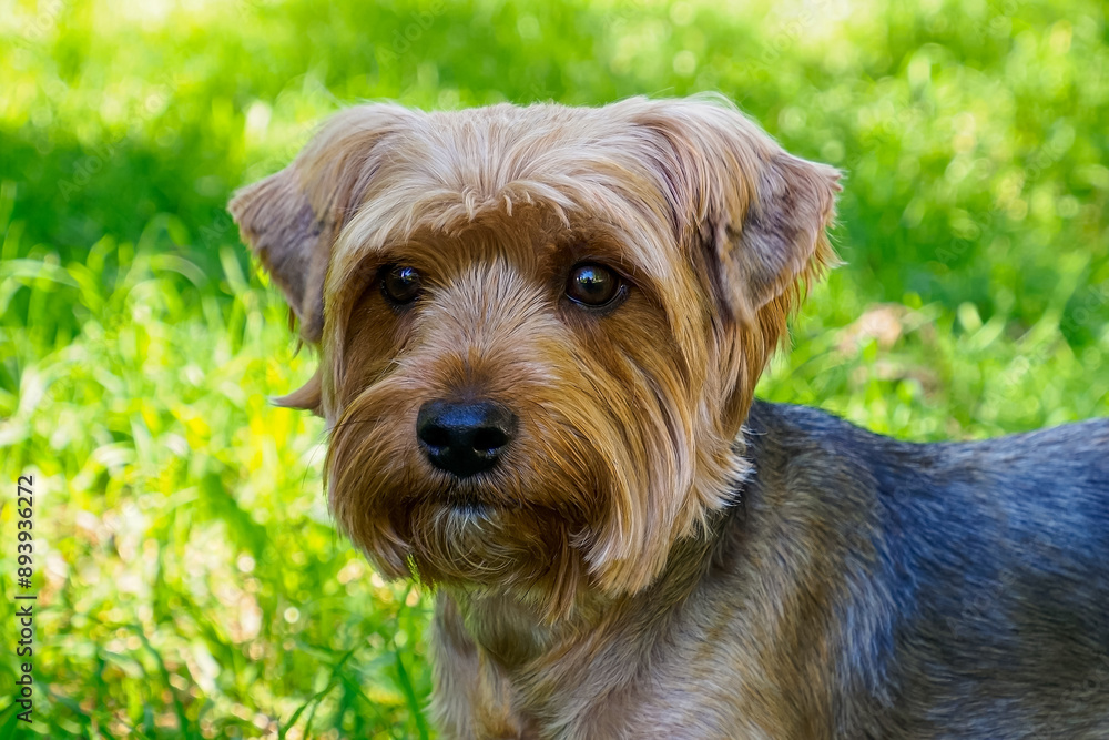 Dog. An adorable Yorkshire terrier in a public park. Pets. Dog. An adorable Yorkshire terrier in a public park. Pets.