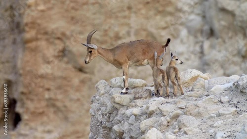 Nubian Ibex fawns Breast milk sucking, Ein gedi, Israel