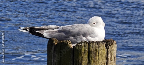 Schlafende Möwe photo