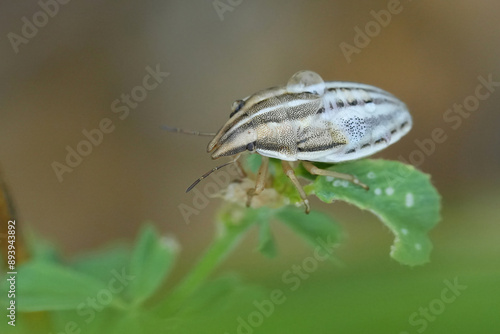 Closeup on an instar nymph European, Mediterranean pentatomid wheat stink bug, Aelia rostrata on the wooden background photo