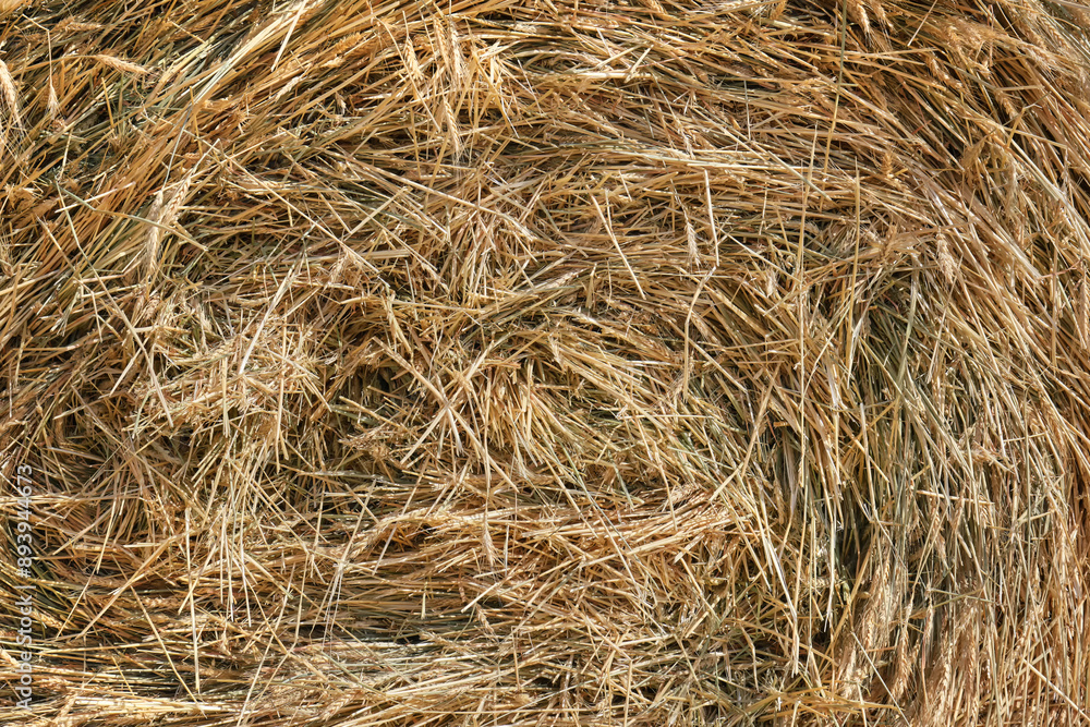 Close-up texture of dry straw of a haystack after harvesting.
