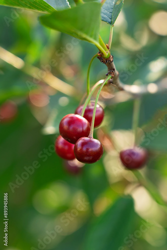 ripe cherry berries hang on a branch with leaves, harvest