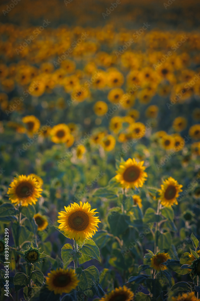Sunflower field at sunset, the raw material for sunflower oil and sunflower seeds Sunflower field at sunset, the raw material for sunflower oil and sunflower seeds