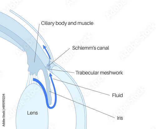Fluids in the eye