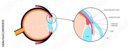 Fluids in the eye