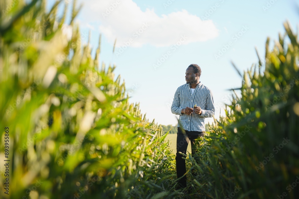 African American man explores huge wheat field at sunlight. Black agriculturist enjoys working on plantation with good harvest African American man explores huge wheat field at sunlight. Black agriculturist enjoys working on plantation with good harvest