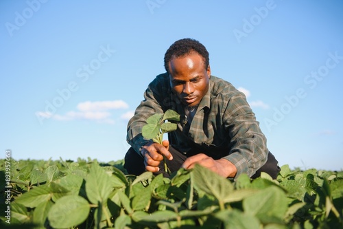 Farmer is standing in his growing soybean field. He is examining progress of plants