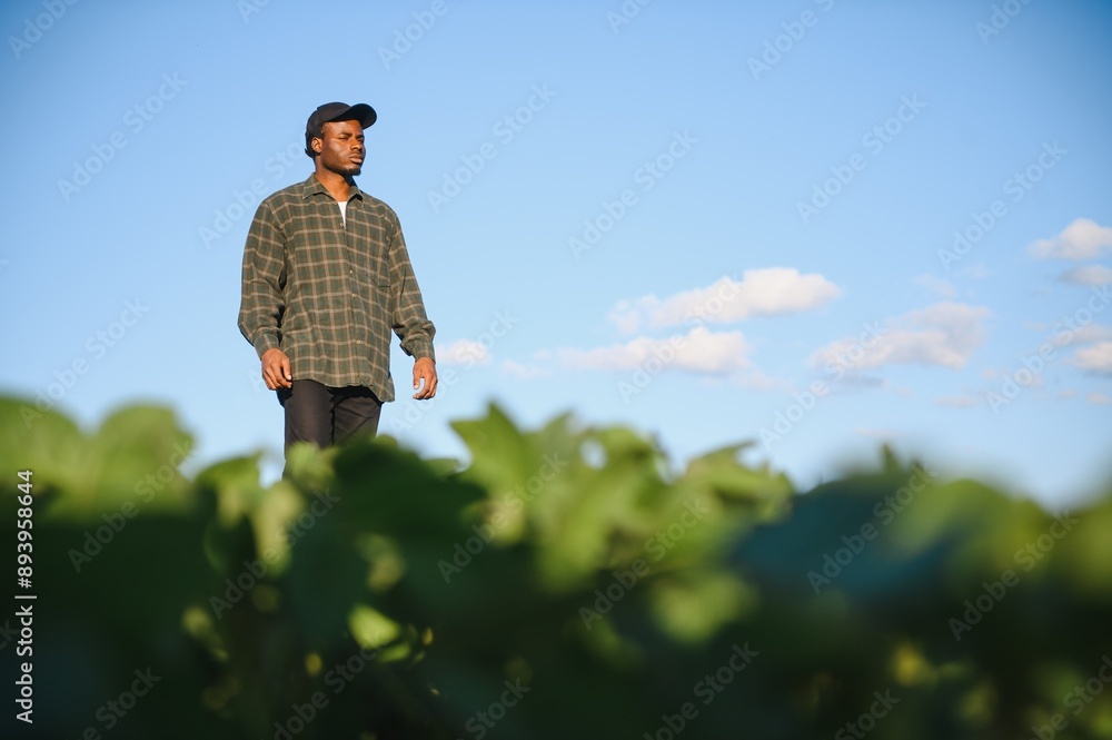 An African American male farmer or agronomist inspects soybeans in a field at sunset An African American male farmer or agronomist inspects soybeans in a field at sunset