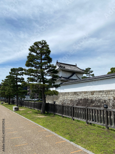 Photo of Japanese Black Pine in Nijo Castle Kyoto Japan photo