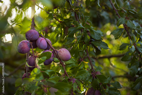 Wallpaper Mural Plum tree with ripe purple plum fruits. Branches with juicy fruits. Plum tree in an orchard Torontodigital.ca