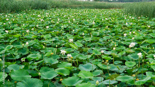 green nature pond lotus garden petal bloom flora beauty zen background lotus flower flower