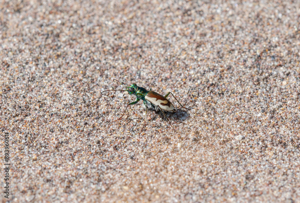 Colorado Dune Tiger Beetle (Cicindela theatina) on Sand at Great Sand Dunes National Monument in Colorado Colorado Dune Tiger Beetle (Cicindela theatina) on Sand at Great Sand Dunes National Monument in Colorado