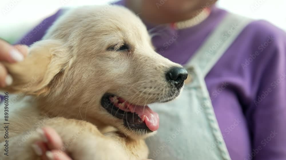Little purebred fluffy golden retriever pup doggy on hands. Woman stroking dog. Little purebred fluffy golden retriever pup doggy on hands. Woman stroking dog.