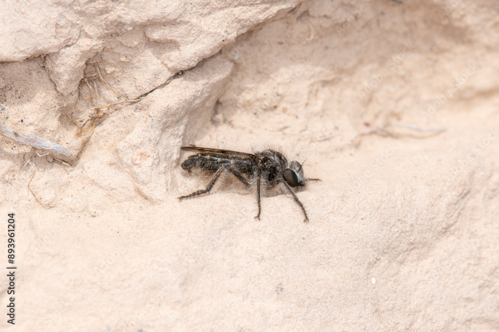Obraz premium A Colorado Robber Fly (Genus Eucyrtopogon) Resting on a Rocky Surface