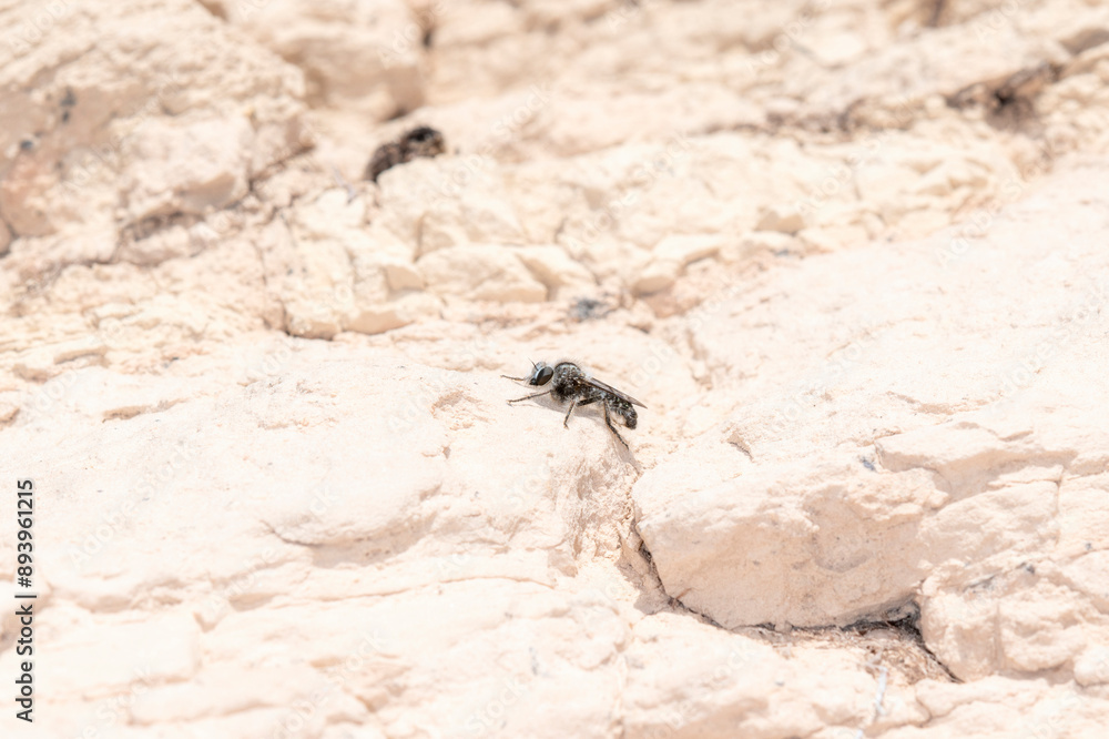 Eucyrtopogon Robber Fly Perched on White Rock in Colorado Eucyrtopogon Robber Fly Perched on White Rock in Colorado
