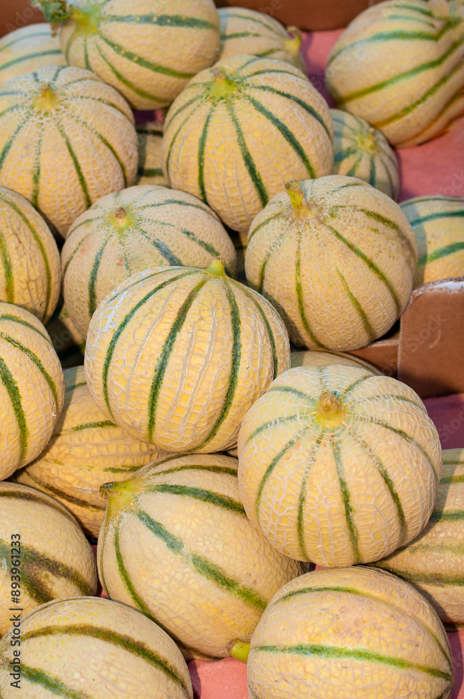 top view, medium distance of, a pile of, ripe, freshly picked, cantaloupe melons, for sale, at the St Remy farmers market, France top view, medium distance of, a pile of, ripe, freshly picked, cantaloupe melons, for sale, at the St Remy farmers market, France