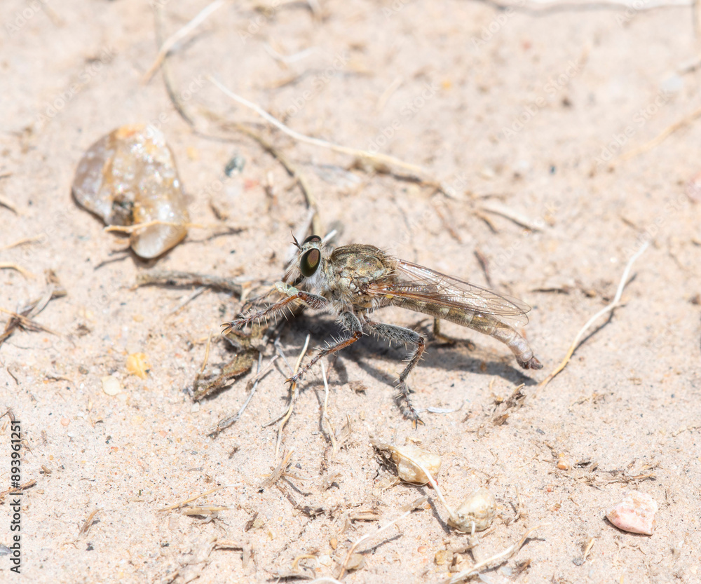 Proctacanthella Robber Fly Feeding on Prey in Colorado Proctacanthella Robber Fly Feeding on Prey in Colorado